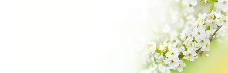 Obraz premium Beautiful branches of blossoming cherries. Beautiful abstract spring background. Banner. Copy space