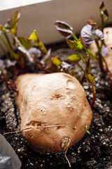 sprouted sweet potatoes in a container for growing seedlings