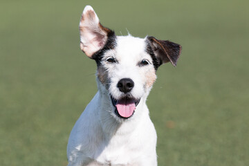 Summer portrait of funny smiling white parson russell terrier with black and sable markings on a...