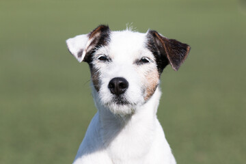 Summer portrait of funny smiling white parson russell terrier with black and sable markings on a face. Cute and friendly small family parson pet dog sitting outside with background of green grass