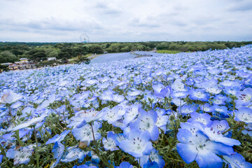 茨城県ひたちなか市のネモフィラ畑