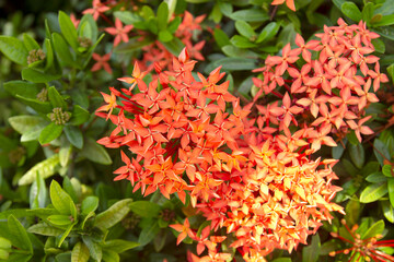 Beautiful Red spike flower blooming in the garden. Red flower