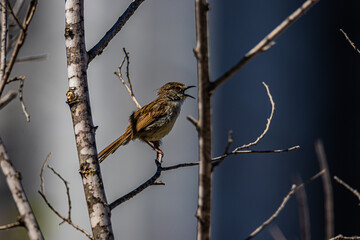 little grey bird on a branch