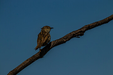little grey bird on a branch