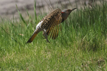 Flicker taking off into flight from ground