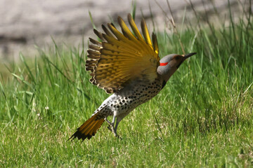 Flicker taking off into flight from ground