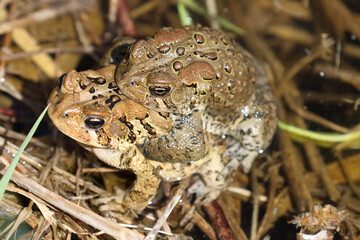 Mating toads in river in bright spring day