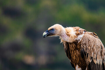 bird of prey vulture close up