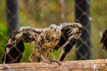 small bird of prey in a cage