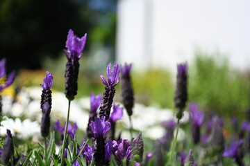 Super-cluster of rows of tall hues and colors flowers. These amazing summer blooms make for spectacular viewing, amongst the worlds greatest flowers collections. A true treat from nature.