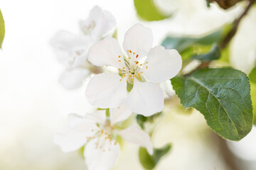 beautiful apple tree blossom in spring