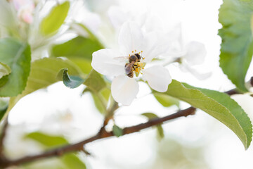 The bee sits on a flower of a bush blossoming cherry tree and pollinates him. Spring beautiful background.Copy space for text. Banner