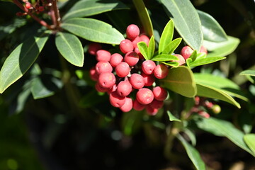 Super-cluster of rows of tall hues and colors flowers. These amazing summer blooms make for spectacular viewing, amongst the worlds greatest flowers collections. A true treat from nature.