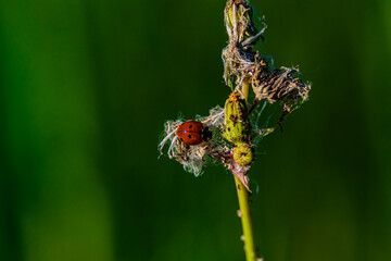 ladybug insect on the grass