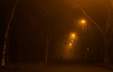 Fog in the night park.