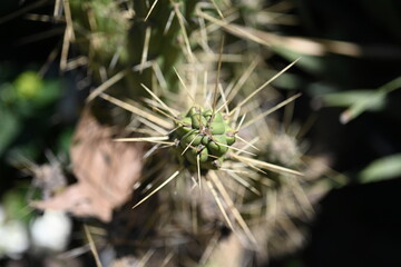 Overhead view of a green spiny cactus 
