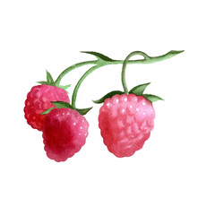 Botanical watercolor illustration of red raspberry.