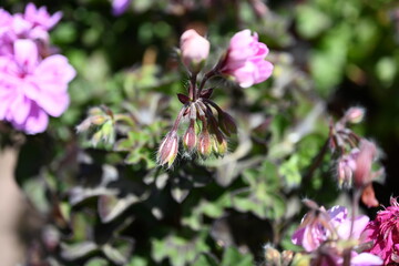  Pelargonium graveolens `Citronella`, often sold as Pelargonium citrosum, cultivar with deeply divided leaves and citronella like scent when crushed, not mosquito repellent