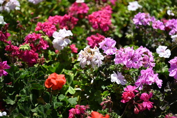  Pelargonium graveolens `Citronella`, often sold as Pelargonium citrosum, cultivar with deeply divided leaves and citronella like scent when crushed, not mosquito repellent