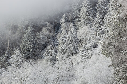 Winter landscape of snow flocked trees in fog on rock ledge at Clingman's Dome, Great Smoky Mountains National Park, North Carolina, USA © Dean Pennala