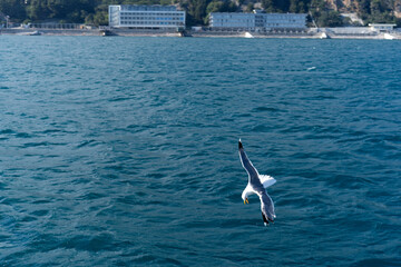 View of the water surface of the sea with flying seagulls.
