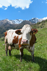 Fototapeta na wymiar mucca alta montagna nostrana pascolo 