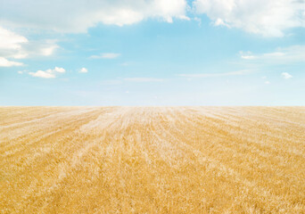 Field of golden crops under light blue sky with clouds, minimalistic landscape