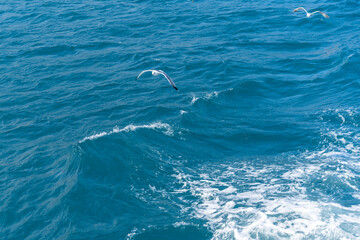 View of the water surface of the sea with flying seagulls.
