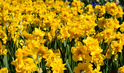 Fototapeta premium Daffodils flower bed