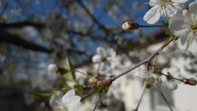 cherry blossoms, trees swaying in the wind, fruit orchards blooming