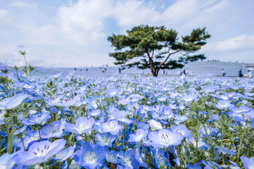 茨城県ひたちなか市のネモフィラ畑