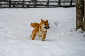 残雪を走る柴犬