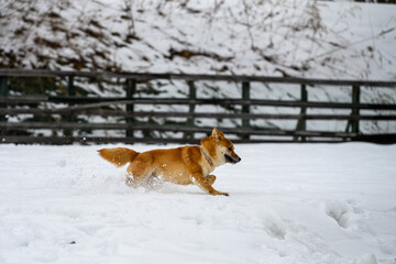 残雪を走る柴犬