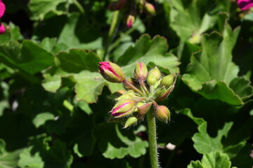  Pelargonium graveolens `Citronella`, often sold as Pelargonium citrosum, cultivar with deeply divided leaves and citronella like scent when crushed, not mosquito repellent