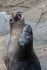 Elepant seal laying on the beach at Elephant Seal Vista Point, San Simeon