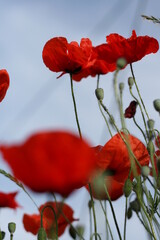 Obraz premium Close-Up Of Poppies Blooming On Field Against Sky - Stock-Fotografie. Poppy Flowers.