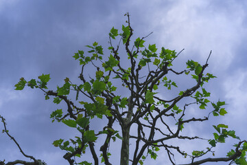 Close-up on the branches of a heavily pruned maple in May young green leaves grow against a blue cloudy sky in Liechtenstein, tree pruning style