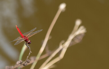 red dragonfly on a branch