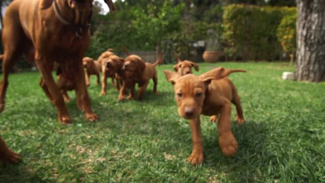 A herd of young vizsla run and have fun all toghether on a green field - 01