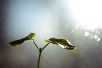 Haricot magique - croissance d'une jeune plante