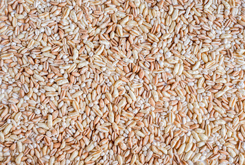 background of hard red winter wheat grain