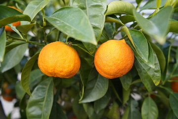 Citrus aurantium ,Canaliculata, Rutaceae family. Hanover, Berggarten.
