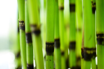 Obraz premium Prêles - vert