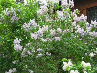 lush bushes of pale purple lilac in spring