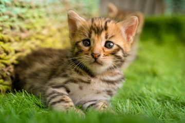 Naklejka na ściany i meble Bengal kitten on green grass. A cute spotted kitten outdoors in the grass. Summertime adventure. The kitten is 2 weeks old