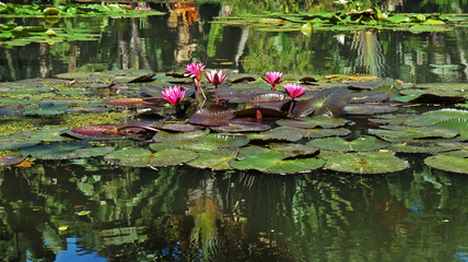 Pink water lilies (Nymphaea pubescens) on lake