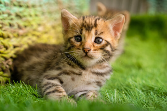 Bengal kitten on green grass. A cute spotted kitten outdoors in the grass. Summertime adventure. The kitten is 2 weeks old