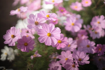 pink and white flowers
