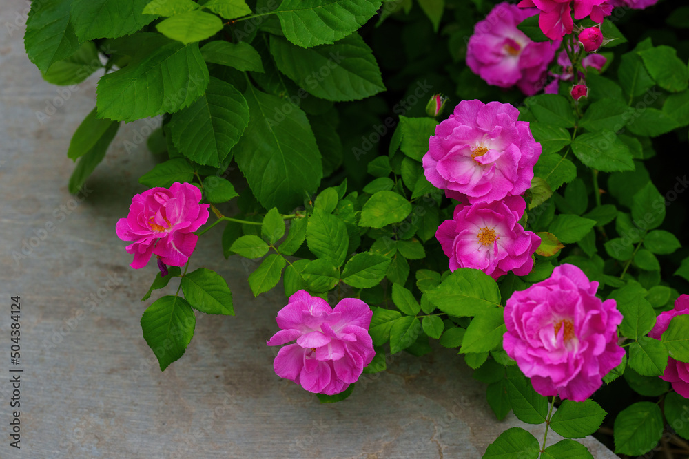 Poster Red Chinese rose