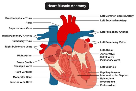 Human interior heart muscle anatomy infographic diagram for physiology medical science education arteries and veins circulatory system aorta ventricle atrium 3d cartoon vector drawing structure parts